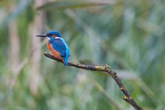 Eisvogel in Lauerstellung