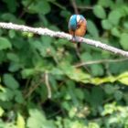 Eisvogel in Lauerstellung