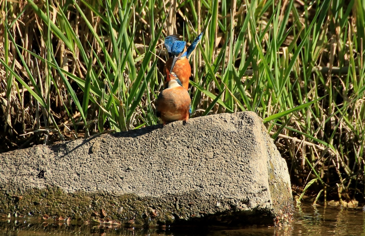 EISVOGEL in love 