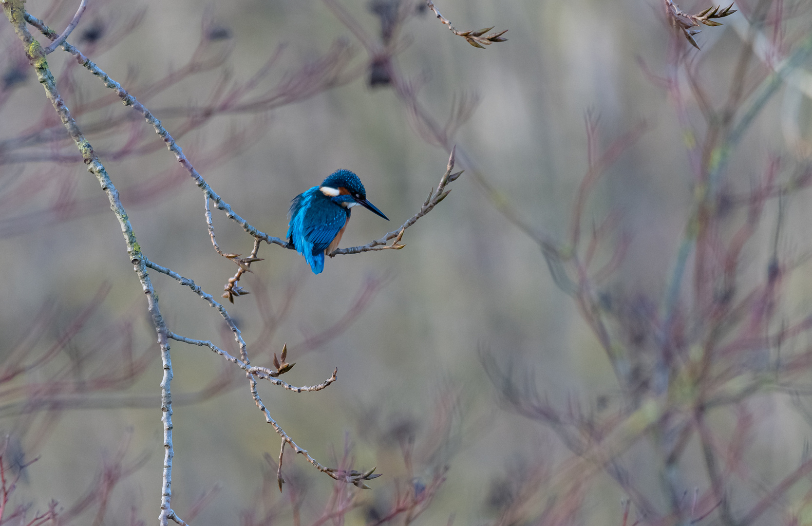 Eisvogel in malerischer Ungebung