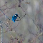 Eisvogel in malerischer Ungebung