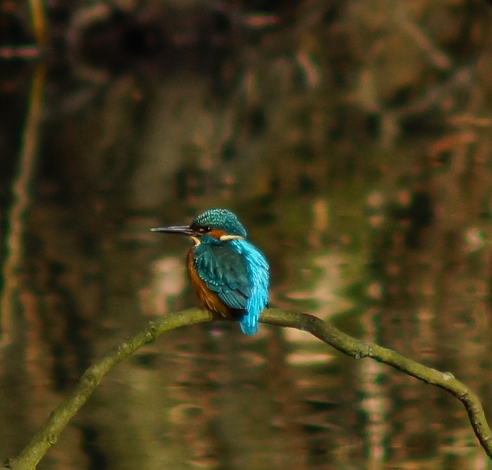 Eisvogel in Mülheim an der Ruhr