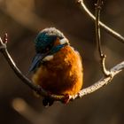 Eisvogel in Nachmittagssonne