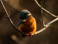 Eisvogel in Nachmittagssonne