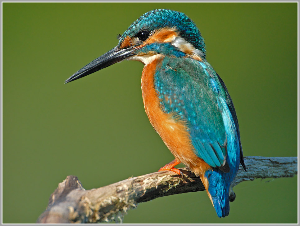 Eisvogel in natürlicher Umgebung