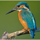 Eisvogel in natürlicher Umgebung