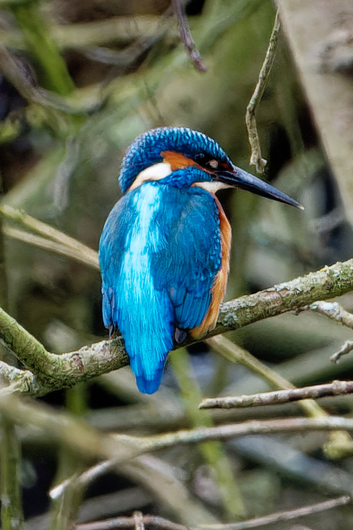 Eisvogel in NRW