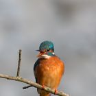 Eisvogel in Paderborn