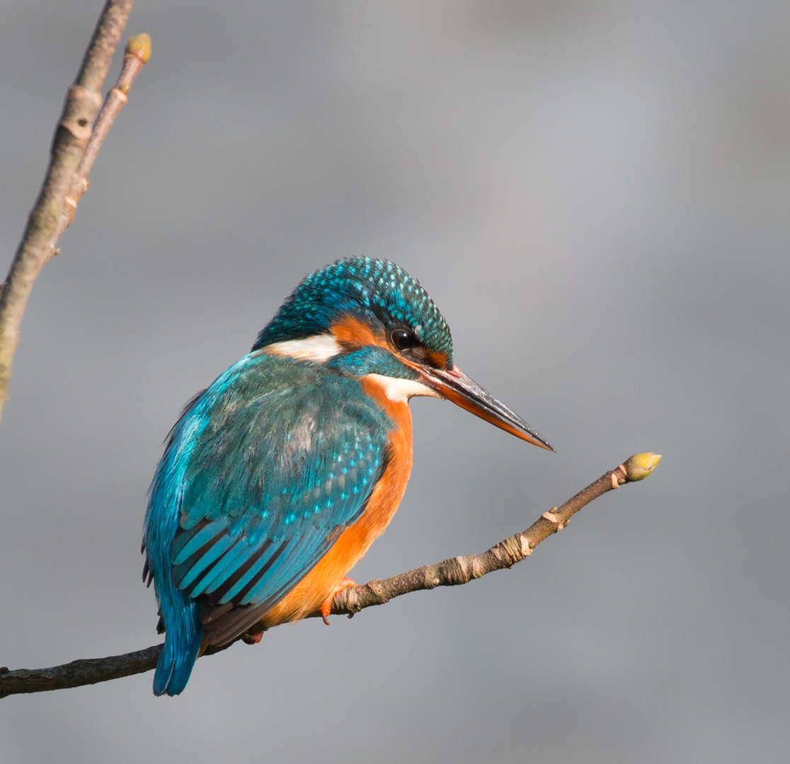 Eisvogel in Paderborn