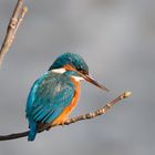 Eisvogel in Paderborn