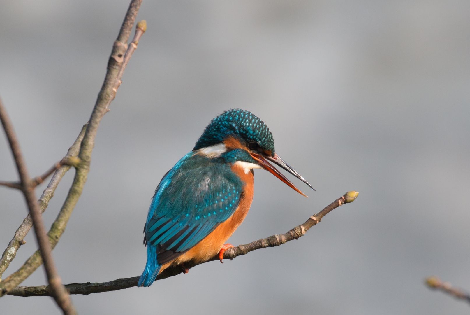 Eisvogel in Paderborn