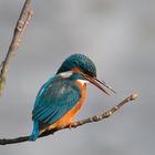 Eisvogel in Paderborn