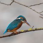 Eisvogel in Paderborn