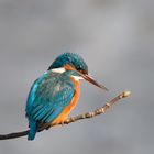 Eisvogel in Paderborn