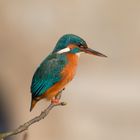 Eisvogel in Paderborn