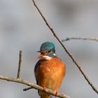 Eisvogel in Paderborn