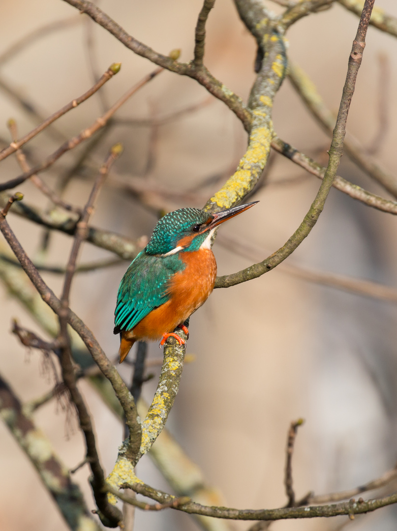 Eisvogel in Paderborn