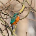 Eisvogel in Paderborn