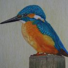 Eisvogel in Polycolor