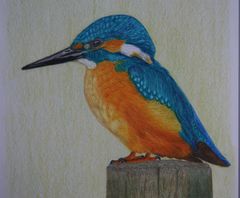 Eisvogel in Polycolor