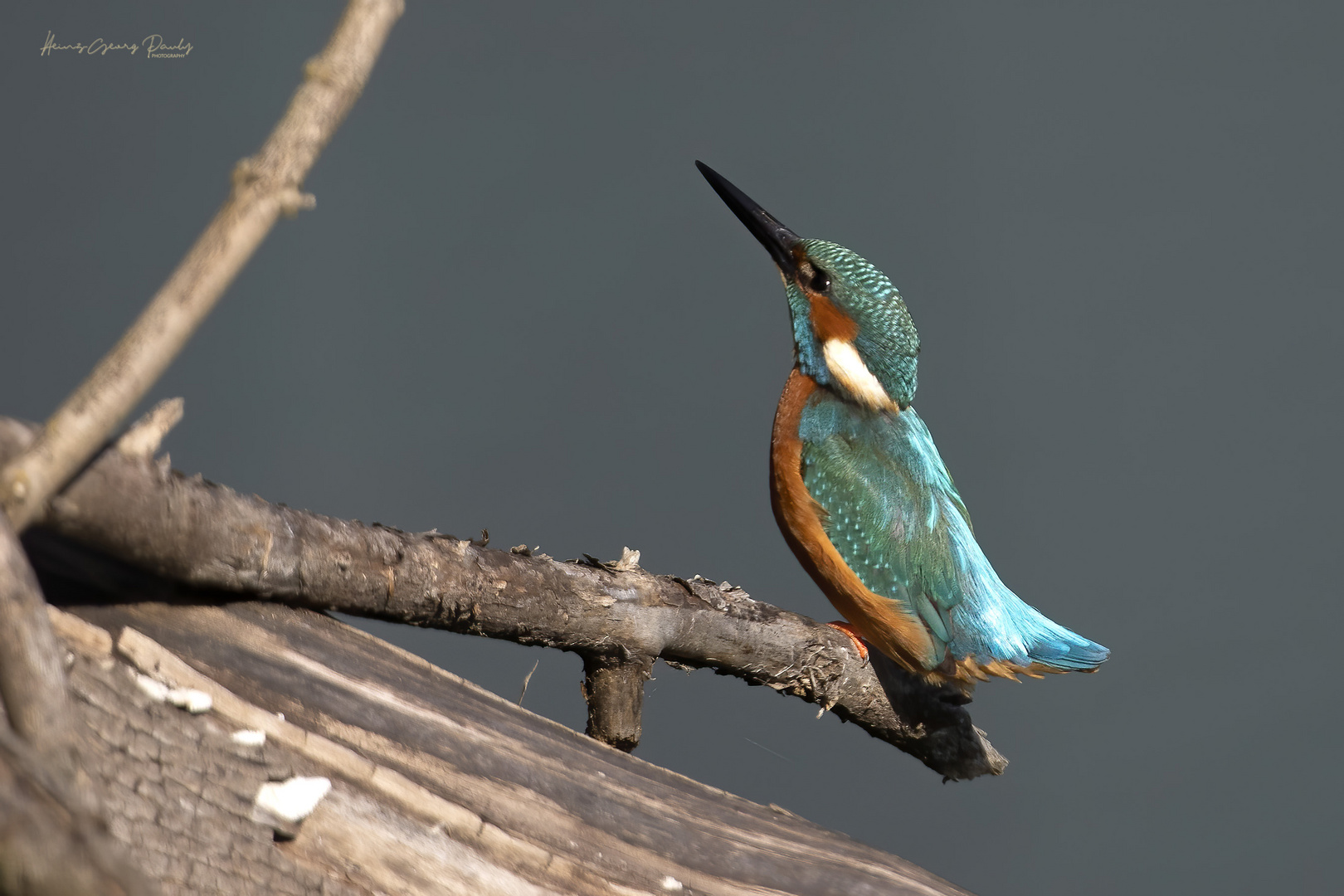 Eisvogel in Pose