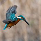 Eisvogel in Rüttelflug