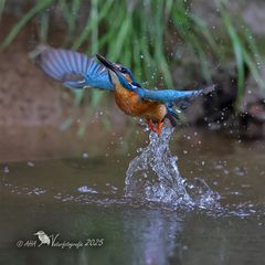 Eisvogel in seinem Element