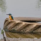 Eisvogel in seinem Habitat