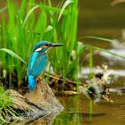 Eisvogel in seinem natürlichen Umfeld