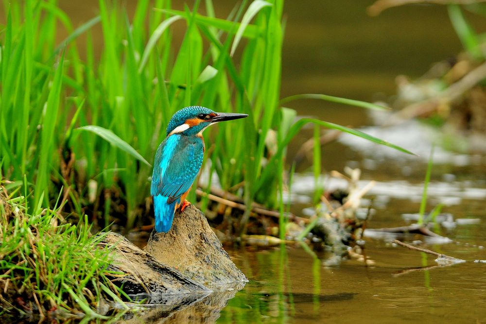 Eisvogel in seinem natürlichen Umfeld