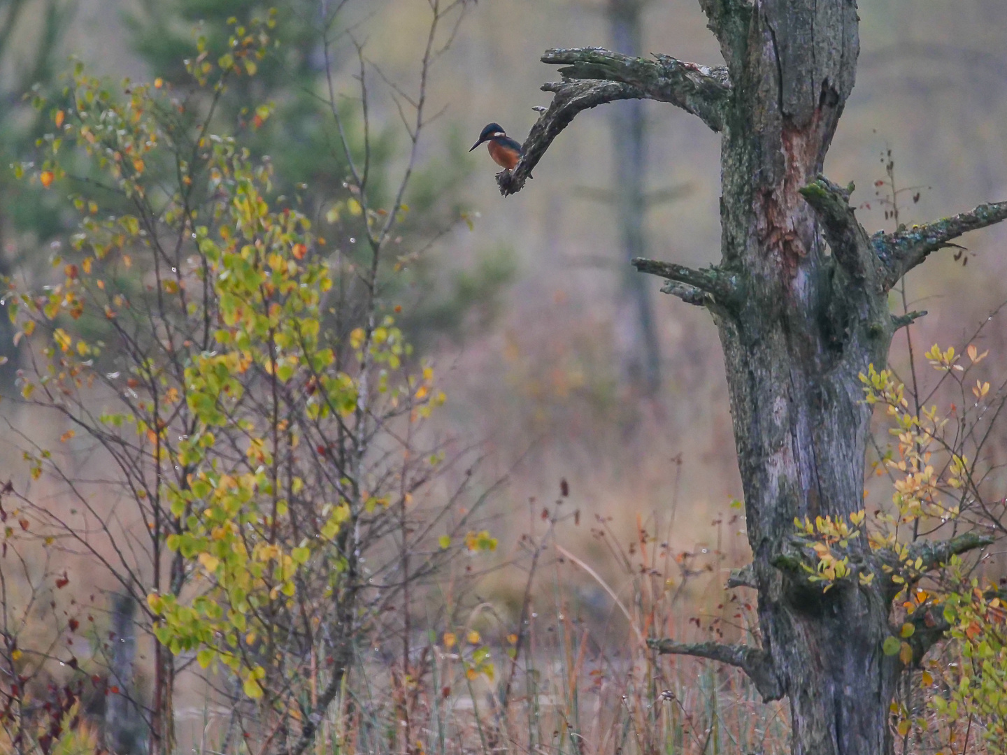 Eisvogel in stimmungsvoller Moorlandschaft