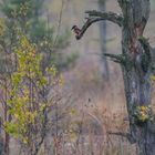 Eisvogel in stimmungsvoller Moorlandschaft