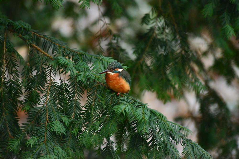 Eisvogel in Tanne