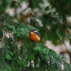 Eisvogel in Tanne