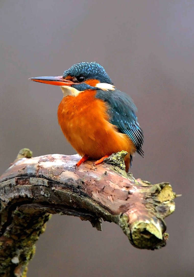 Eisvogel in voller Pracht