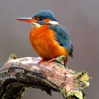 Eisvogel in voller Pracht