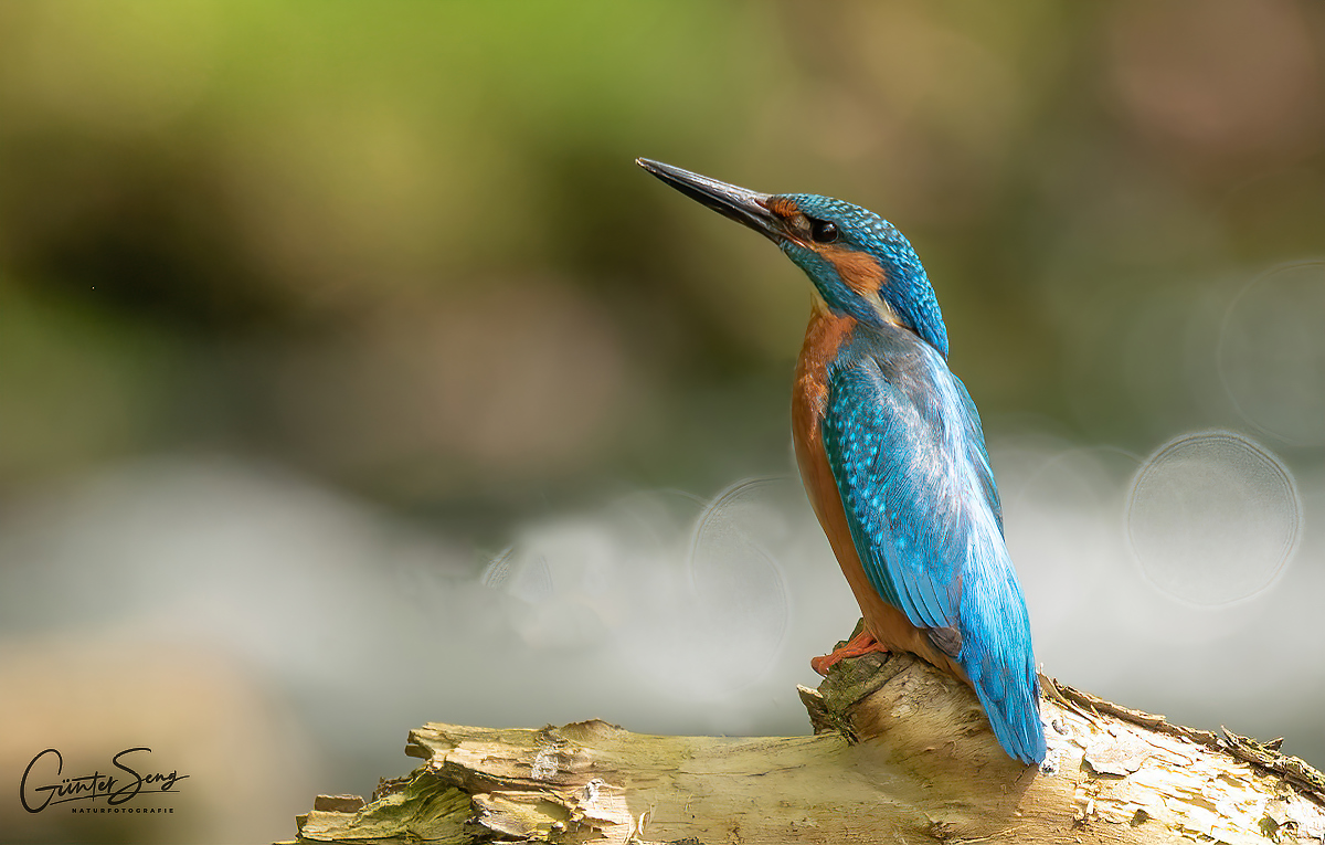 Eisvogel in Wartestellung