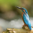 Eisvogel in Wartestellung