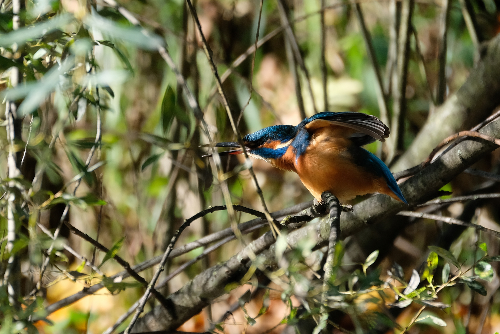 Eisvogel IV