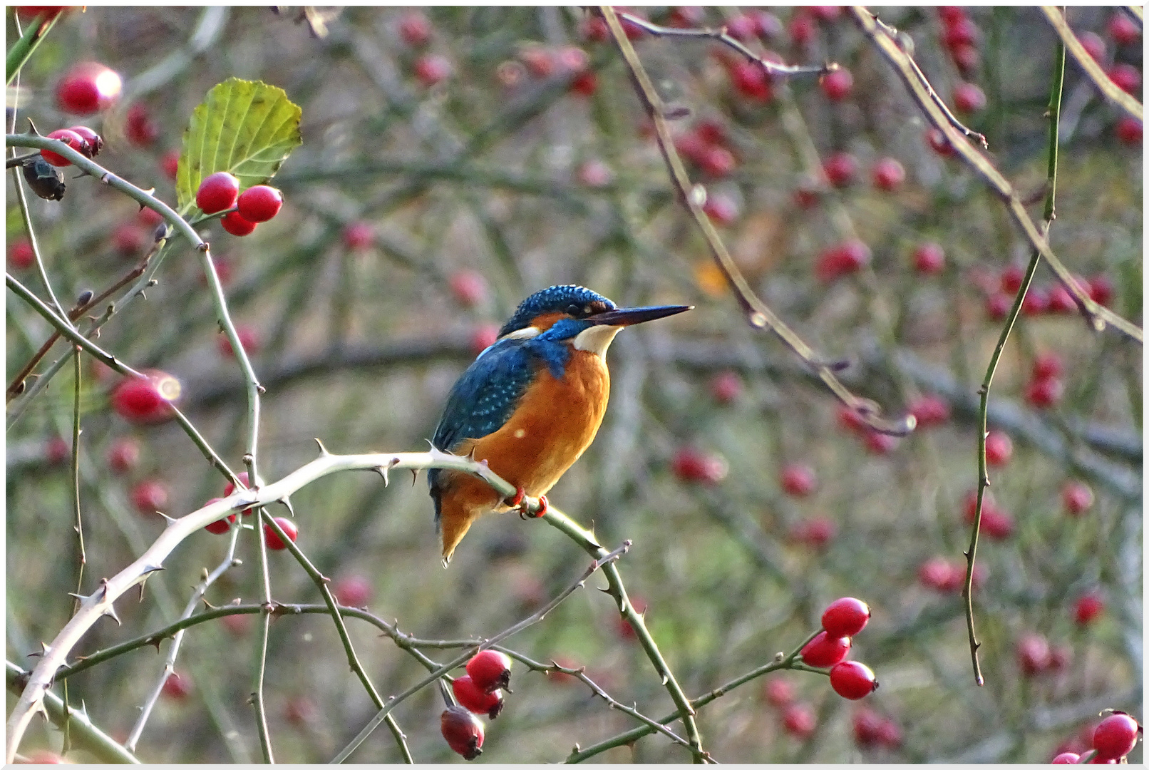 Eisvogel IV