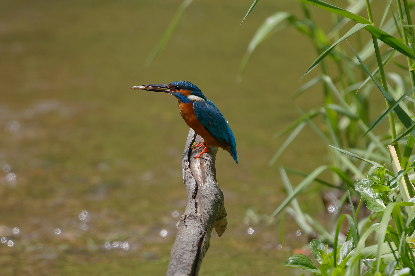 Eisvogel  _Jagderfolg