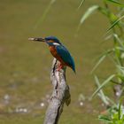 Eisvogel  _Jagderfolg