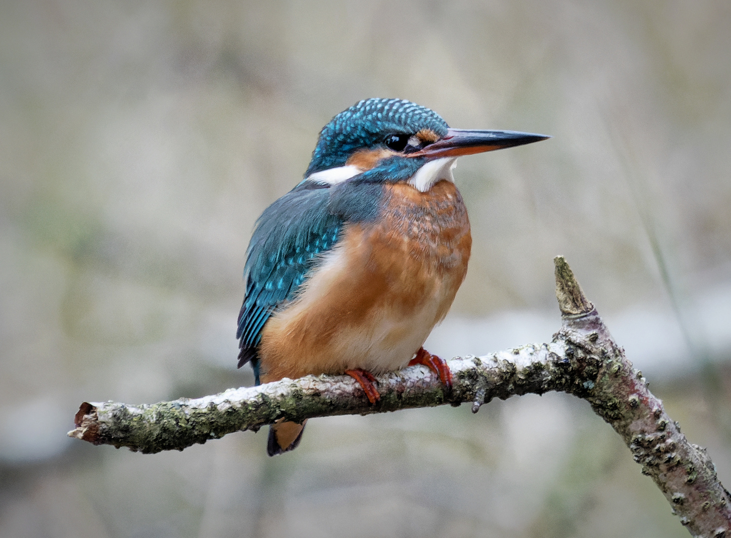 Eisvogel Januar 2022