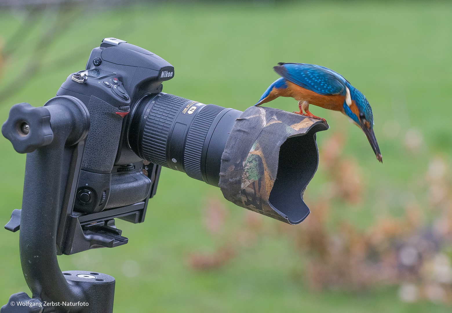 -- Eisvogel jetzt los  Nr. 1 --