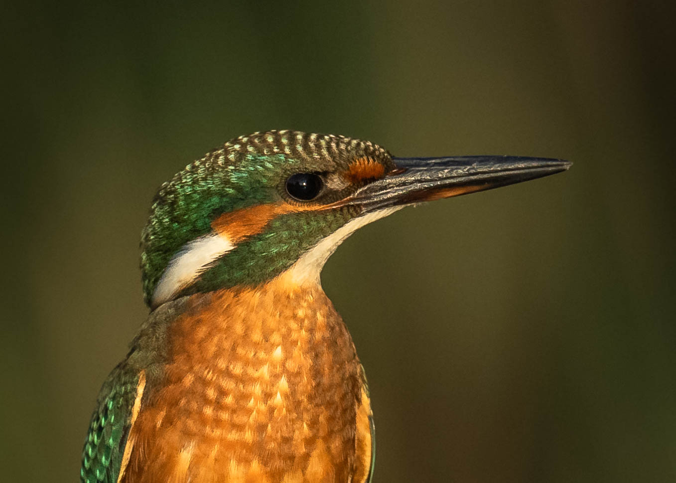 Eisvogel Junges Weibchen