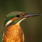 Eisvogel Junges Weibchen