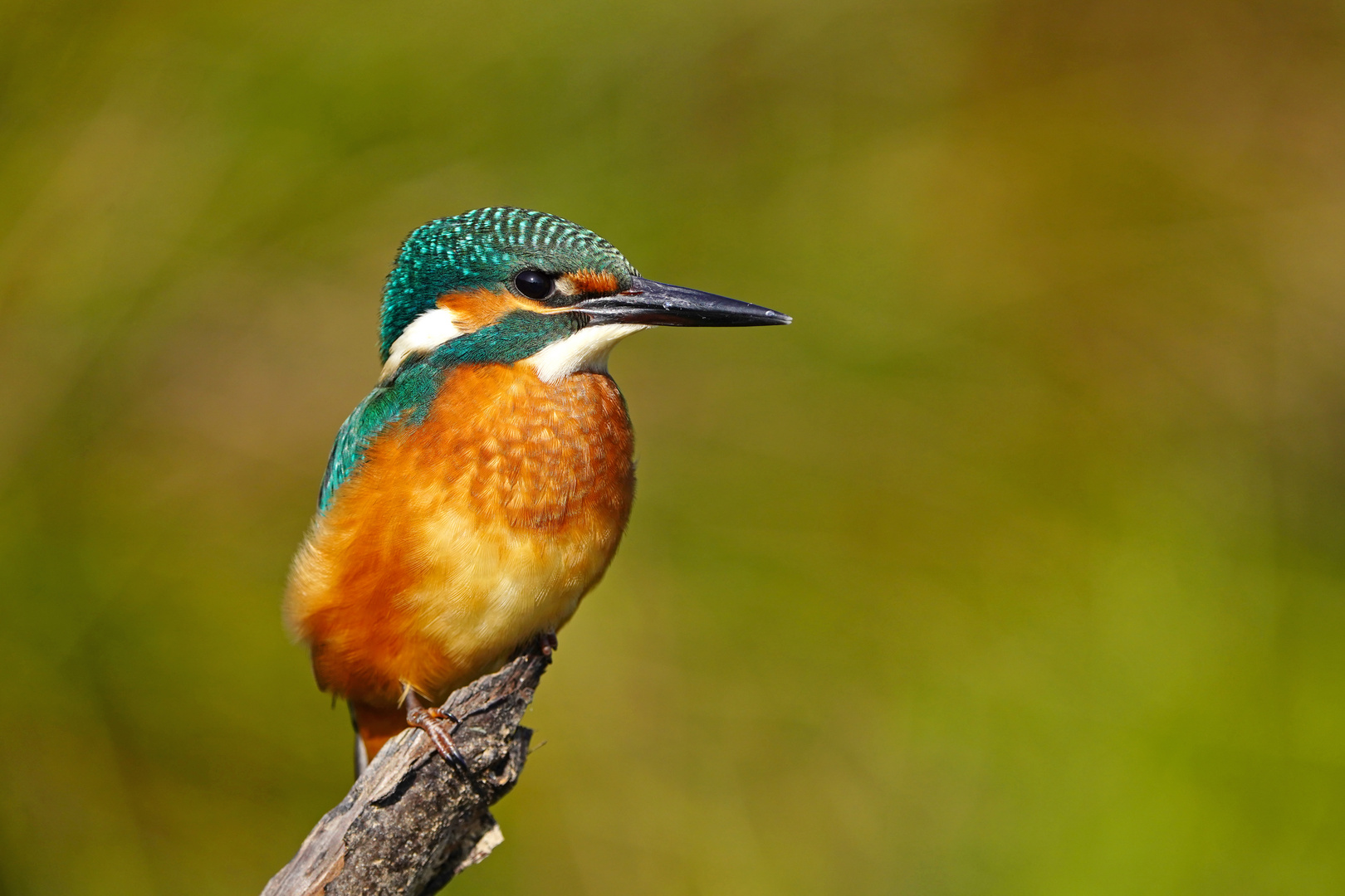 Eisvogel Jungtier