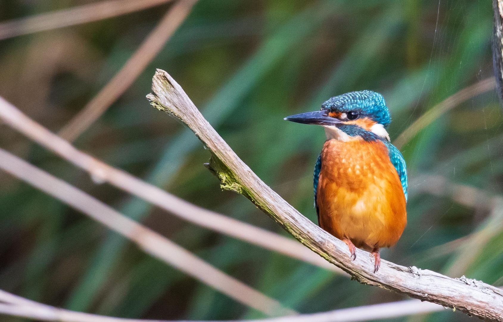 Eisvogel Jungtier