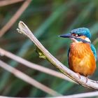 Eisvogel Jungtier