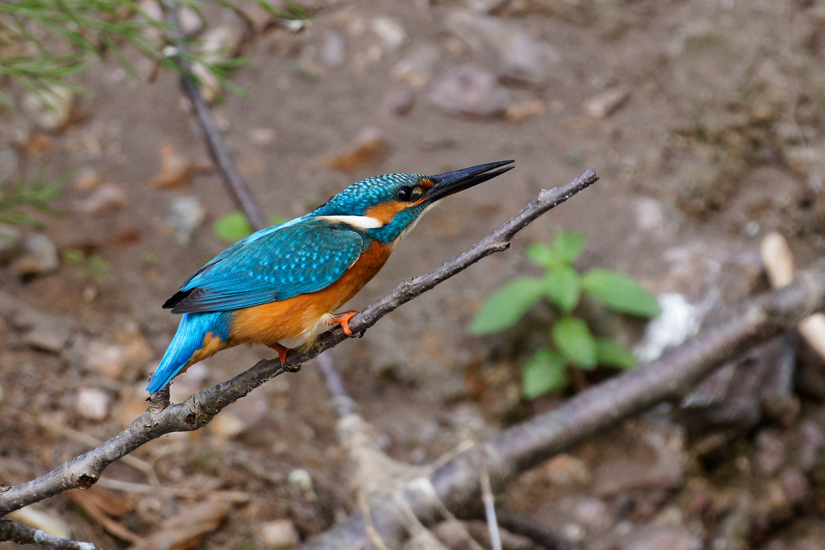 Eisvogel  _Jungtier